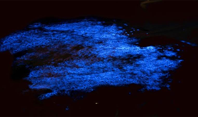 Some researchers are trying to create bioluminescent trees with the same enzymes found in jellyfish. This would provide a clean source of light for city streets at night